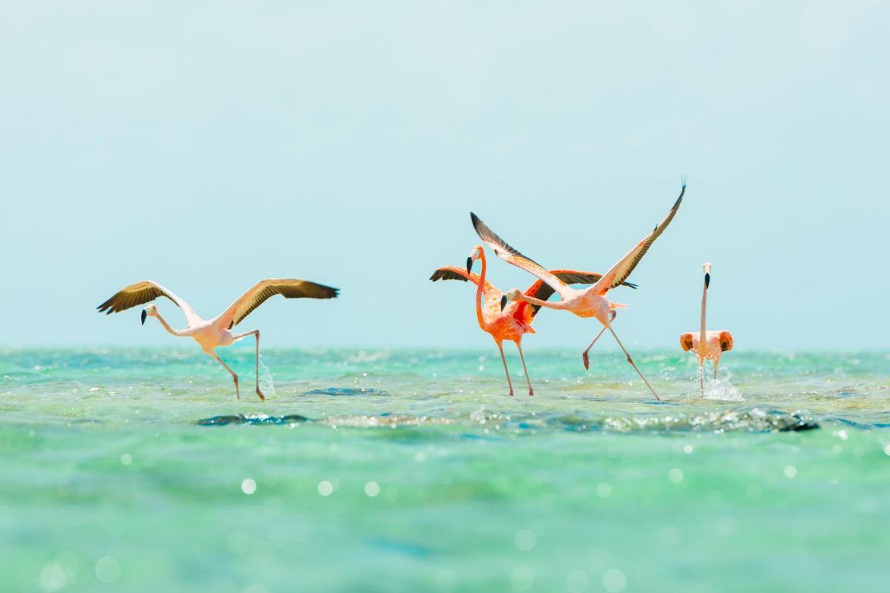 Ambergris Cay Private Island All Inclusive - Pls Island Hopper Flight Included Big Ambergris Cay Exterior photo